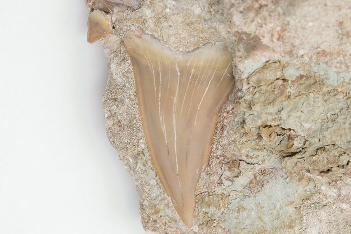 Otodus Shark Tooth Fossil in Rock - Eocene #201181